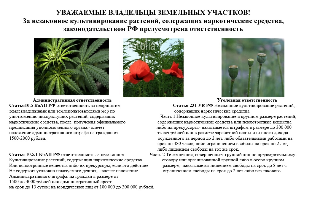 Ответственность за незаконное выращивание растений, содержащих наркотические вещества