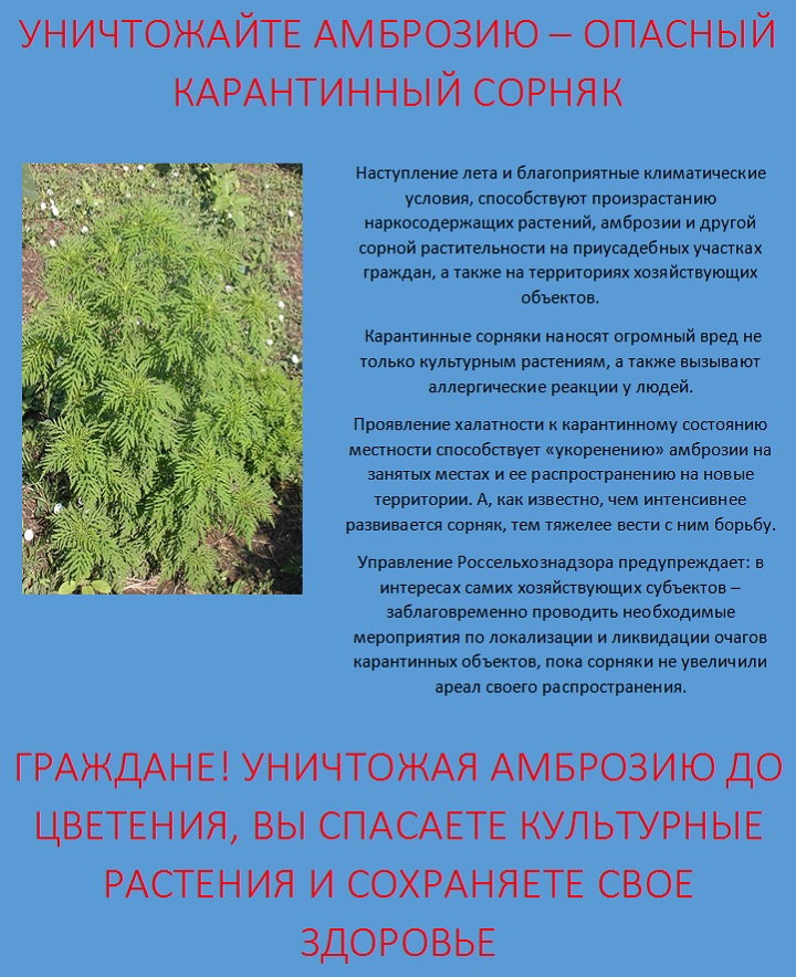 амброзия